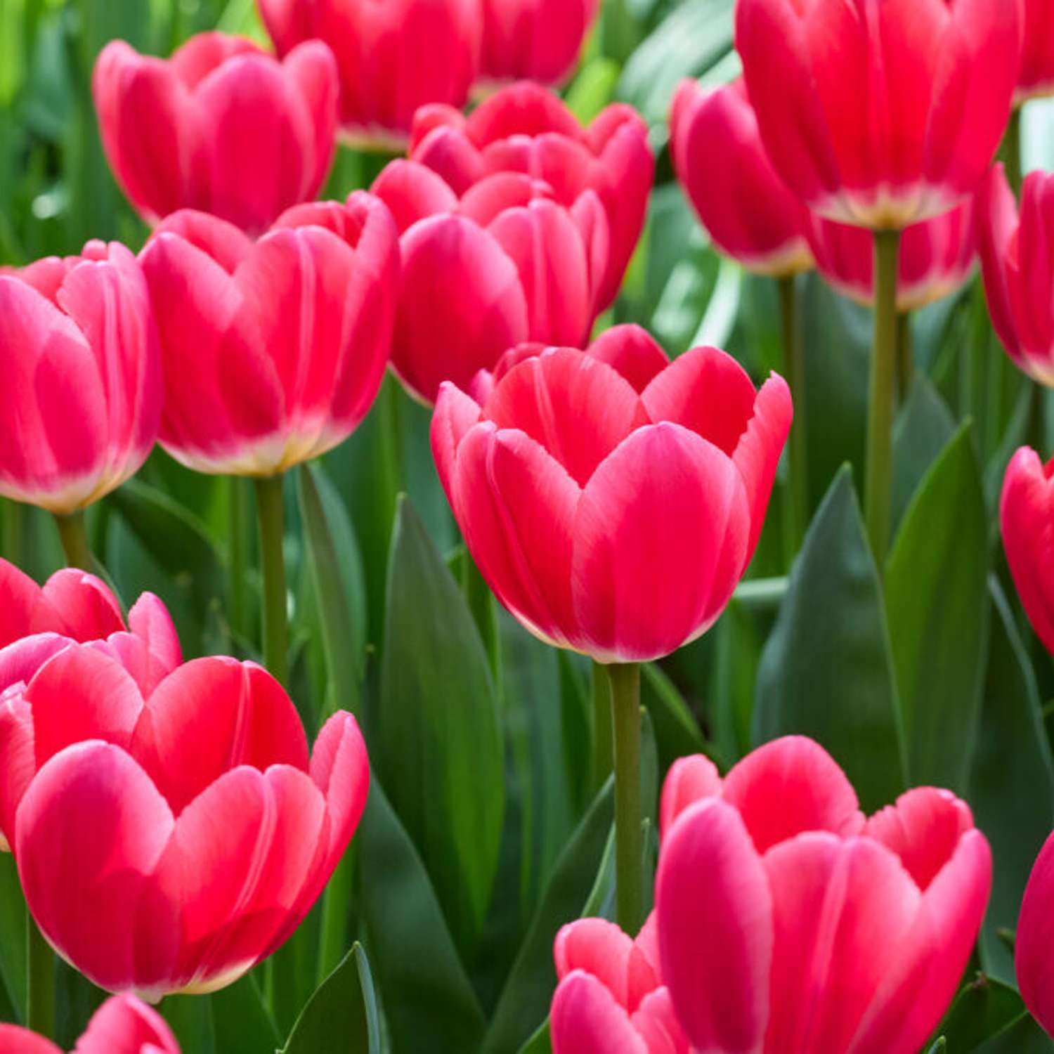 Tulpe 'Rosy Delight'